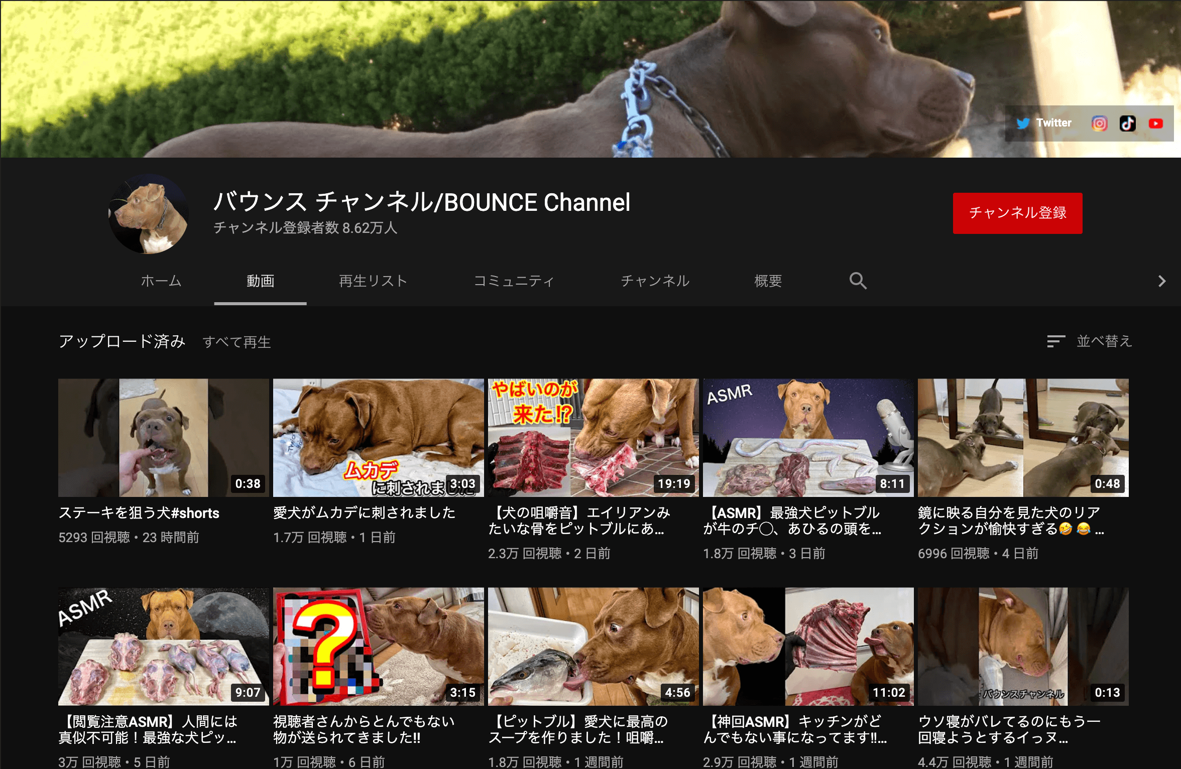 youtube_dog_bounce channnel