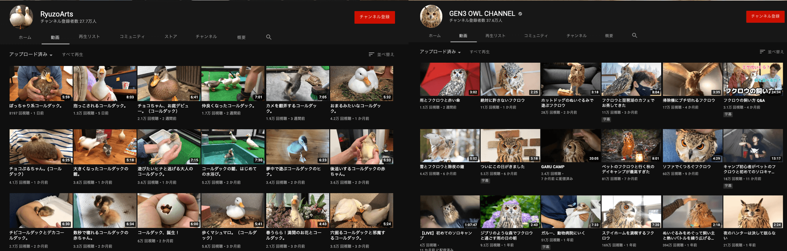 youtube-nich animal channnel